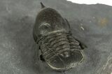 Pelagic Trilobite (Cyclopyge) Fossil - Huge Eyes #344599-5